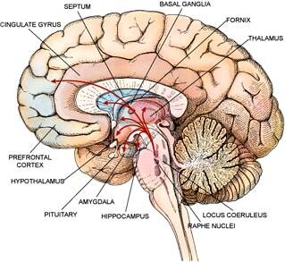 Brain: Imaging, Anatomy, Lateralization | SchoolWorkHelper