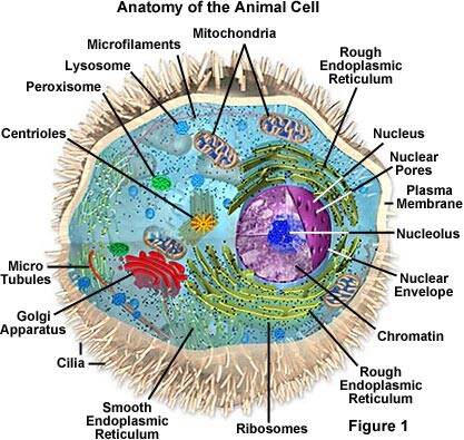 Human Cell & Cell Theory | SchoolWorkHelper