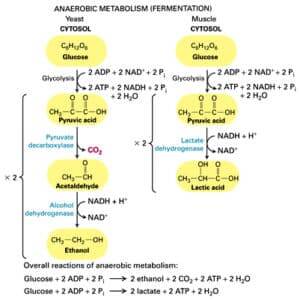 Cellular Respiration: Glycolysis, Pyruvate, Krebs | SchoolWorkHelper