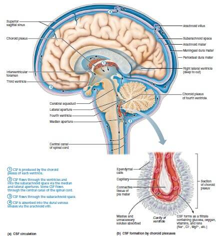 Ventricles and Meninges | SchoolWorkHelper