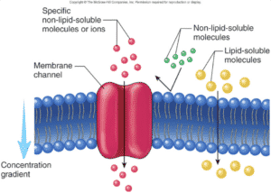 Selective Permeability of Dialysis Tubing Lab: Explained | SchoolWorkHelper