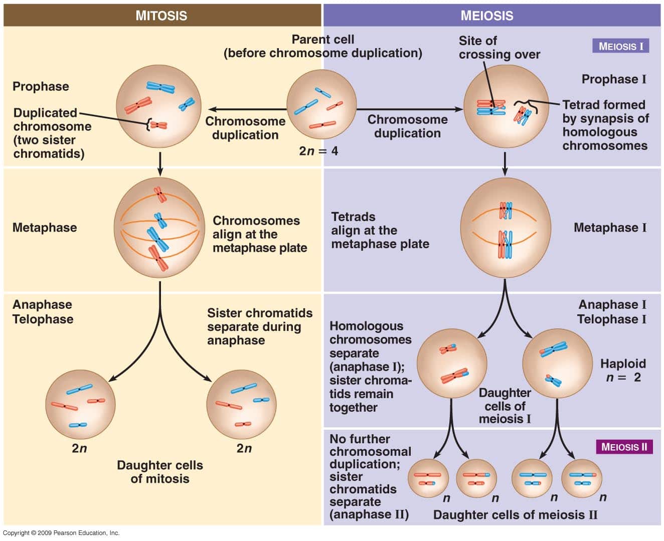 Meiosis-vs-Mitosis