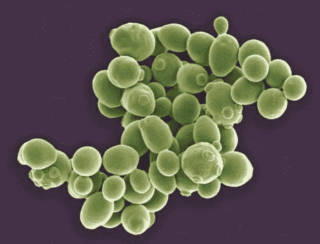 Lab Explained: Production of Yeast Fermentation | SchoolWorkHelper