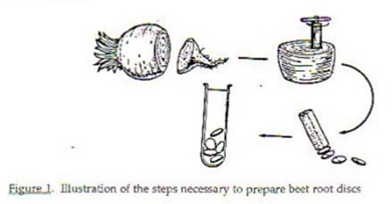 beetroot membrane permeability experiment