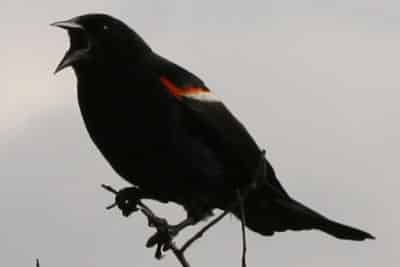 13-ways-looking-blackbird | Schoolworkhelper