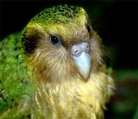 Kakapo