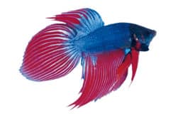 Betta-fish
